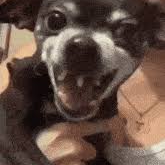 cupe dog