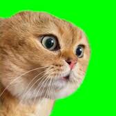 mad cat