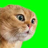 mad cat